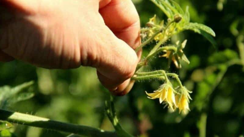 So werden Tomaten schneller rot