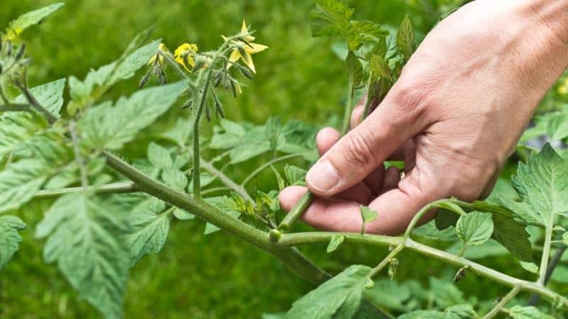 Cómo hacer que los tomates se pongan rojos más rápido