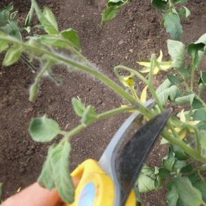 Cómo hacer que los tomates se pongan rojos más rápido