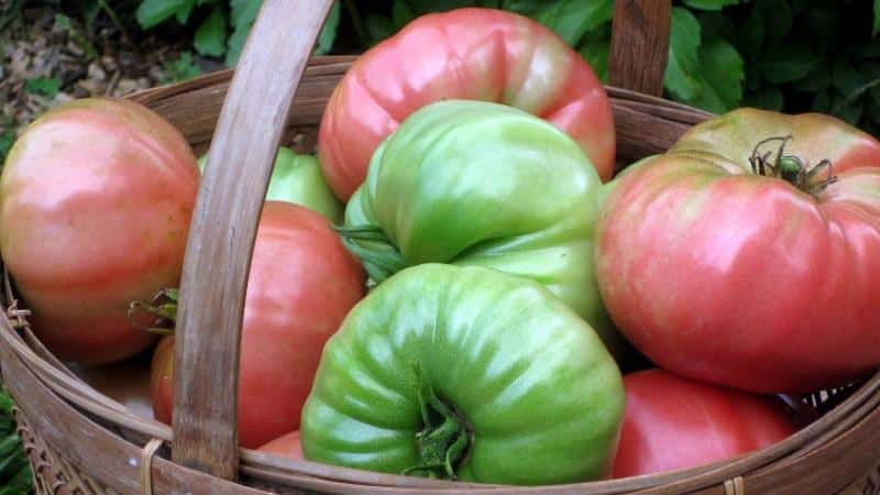 Cómo hacer que los tomates se pongan rojos más rápido