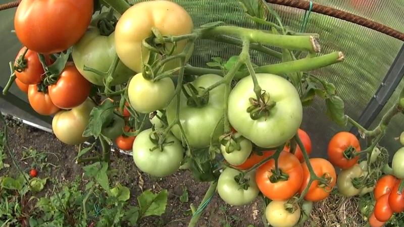 So werden Tomaten schneller rot