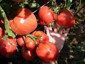 Un tomate delicioso con frutos enormes: el tomate Milagro de la Tierra