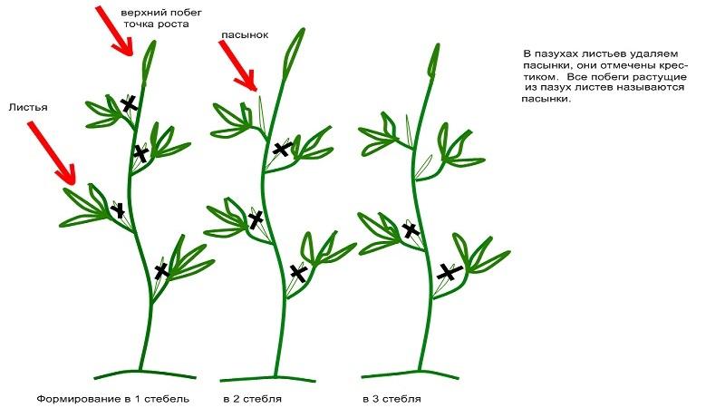 Technologie zum Anbau von Indigo-Rose-Tomaten für Anfänger und erfahrene Landwirte