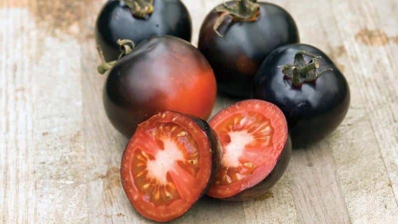 Indigo rose tomato growing technology for beginners and experienced farmers