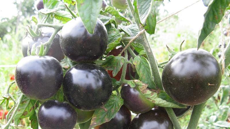 Tecnologia de cultiu de tomàquet rosa indigo per a agricultors principiants i experimentats