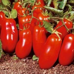 Colori assortiti nelle aiuole: varietà di pomodoro Rucola gialla e rossa e una guida pratica per coltivarla