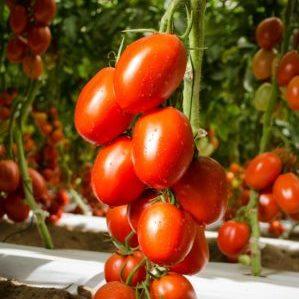 Cómo cultivar tomate Imperio