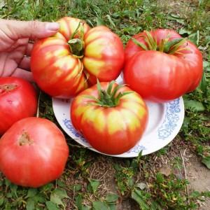 Ein vielversprechender Neuling unter den Tomatensorten ist die King of Kings-Tomate, die sich immer größerer Beliebtheit erfreut.