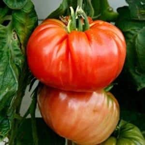 A promising newcomer among tomato varieties is the King of Kings tomato, which is rapidly gaining popularity.