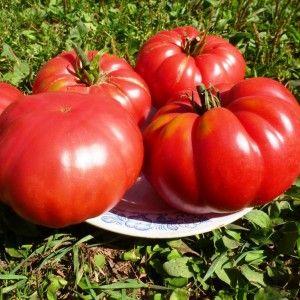 Pendatang baru yang menjanjikan di kalangan varieti tomato ialah tomato King of Kings, yang semakin popular.