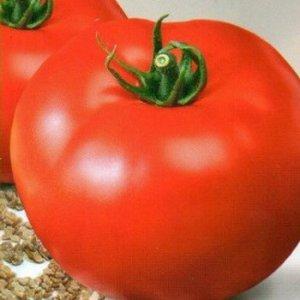 A promising newcomer among tomato varieties is the King of Kings tomato, which is rapidly gaining popularity.