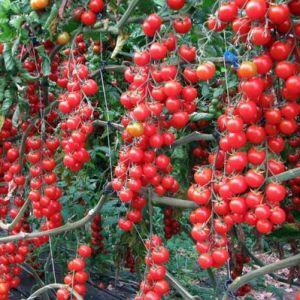 Wir züchten ganz einfach und unkompliziert eine Däumelinchen-Tomate auf der Fensterbank oder im Sommerhaus nach den Anweisungen erfahrener Landwirte