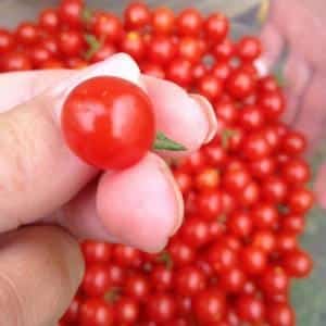 We easily and simply grow a Thumbelina tomato on a windowsill or summer cottage according to instructions from experienced farmers