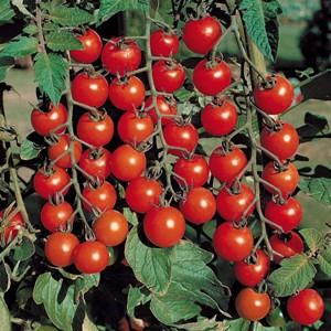 Wir züchten ganz einfach und unkompliziert eine Däumelinchen-Tomate auf der Fensterbank oder im Sommerhaus nach den Anweisungen erfahrener Landwirte