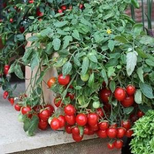 We easily and simply grow a Thumbelina tomato on a windowsill or summer cottage according to instructions from experienced farmers