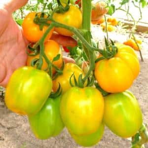 Comment obtenir des tomates de qualité Olesya