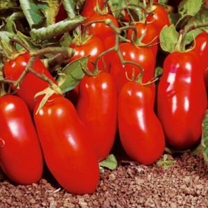 Un regalo para los jardineros principiantes: el tomate Shuttle no tiene pretensiones de cuidado y es rico en cosechas.