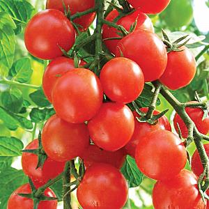 Hybrid tomato Rhapsody - το καλλιεργούμε στο δικό μας οικόπεδο χωρίς ταλαιπωρία