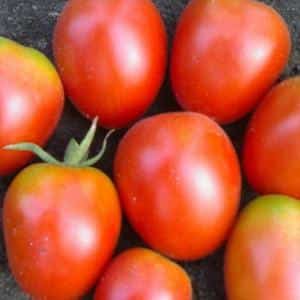 Rhapsody tomato hibrid - kami menanamnya di plot kami sendiri tanpa kerumitan