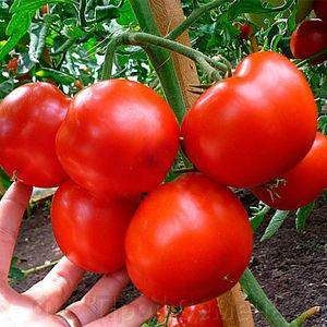 Rhapsody tomato hibrid - kami menanamnya di plot kami sendiri tanpa kerumitan