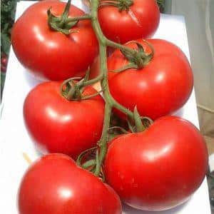 Hybrid tomato Rhapsody - το καλλιεργούμε στο δικό μας οικόπεδο χωρίς ταλαιπωρία