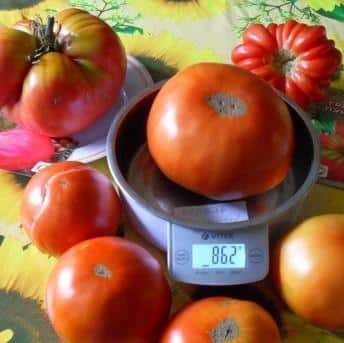 O tomate mais delicioso para os amantes de frutas grandes: o tomate Rei dos Gigantes - como cultivar você mesmo e onde usá-lo