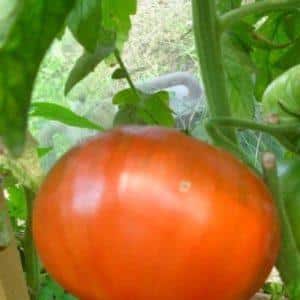 Tomato yang paling lazat untuk pencinta buah-buahan besar: tomato King of Giants - cara menanamnya sendiri dan di mana untuk menggunakannya