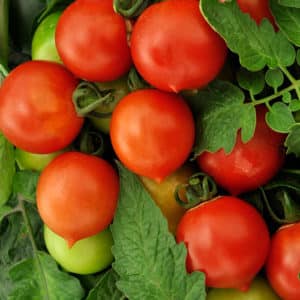 ¿Por qué te encantan los tomates melocotón?