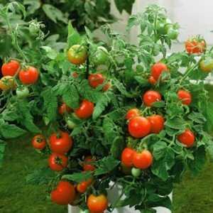 Rich harvest even in cold regions: Snow Tale tomato