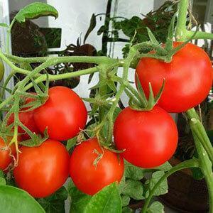 Rich harvest even in cold regions: Snow Tale tomato