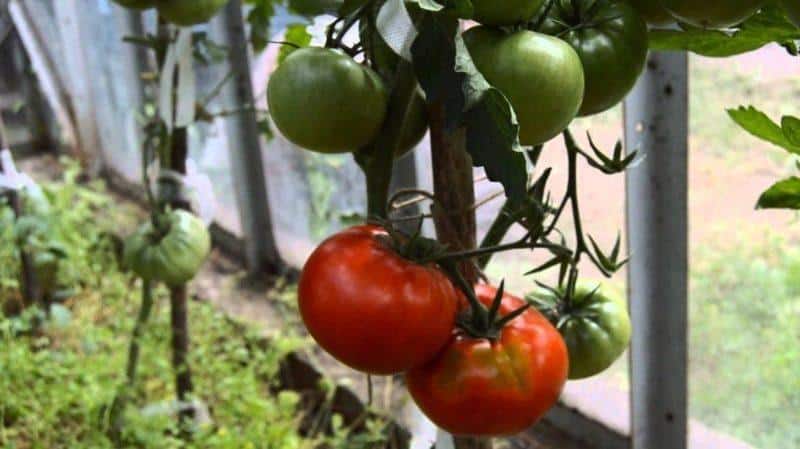 Tanam tomato Idol di plot anda dan nikmati penuaian awal yang banyak