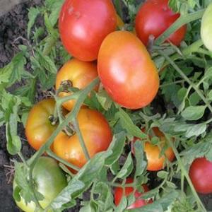 A universal variety of tomatoes for salads, pickling and drying - Metelitsa tomato