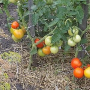 A universal variety of tomatoes for salads, pickling and drying - Metelitsa tomato