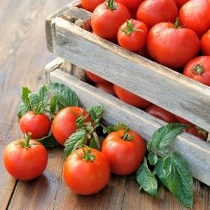 Eine universelle Tomatensorte für Salate, Einlegen und Trocknen – Metelitsa-Tomate