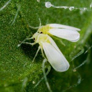 Ungewöhnlich aussehende und unglaublich leckere Honey Drop-Tomate