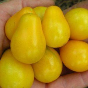 Tomato Honey Drop yang kelihatan luar biasa dan sangat lazat