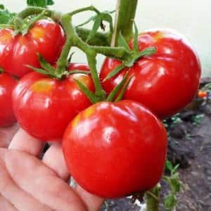 Hybrid tomato para sa canning at salad: tomato Anastasia