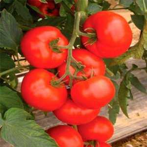 Hybrid tomato para sa canning at salad: tomato Anastasia