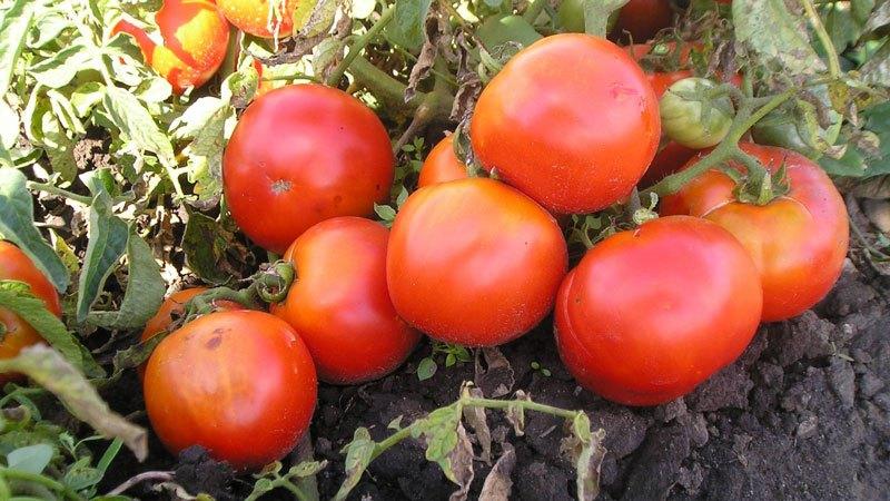 Hybrid tomato para sa canning at salad: tomato Anastasia