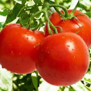 Pomodoro ibrido per conserve e insalate: pomodoro Anastasia