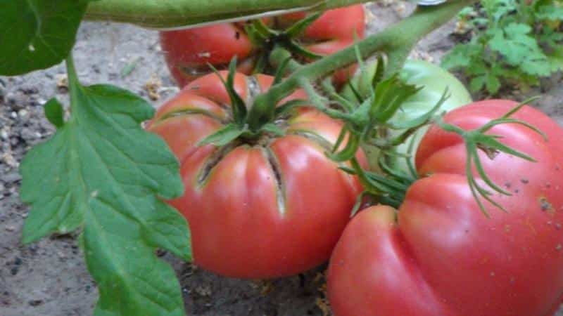 What is good about the Tretyakovsky tomato?