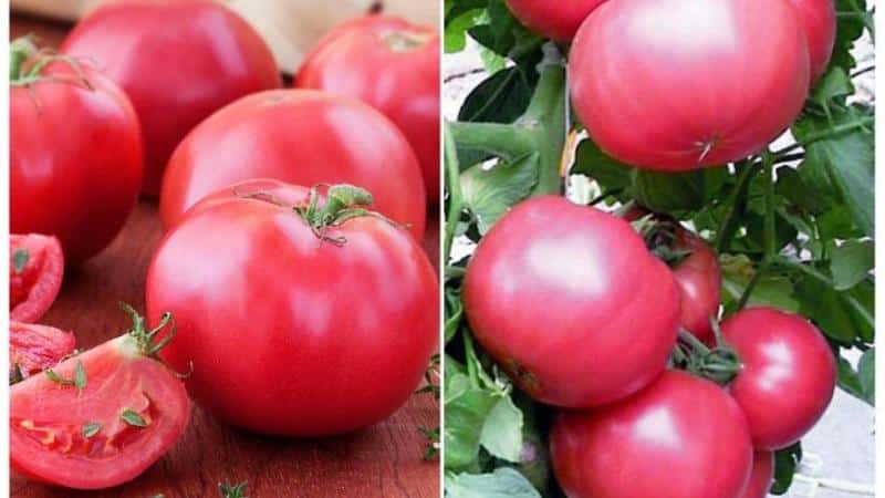 Hvad er godt ved Tretyakovsky-tomaten?