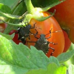 מדוע חיידק הבאג מסוכן על עגבניות: אמצעי הדברה לסילוק יעיל ומהיר של המזיק