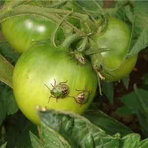 Waarom is de bug gevaarlijk voor tomaten: controlemaatregelen voor een effectieve en snelle verwijdering van de plaag