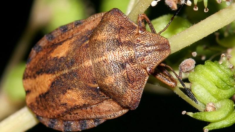 Zakaj je stenica nevarna na paradižniku: kontrolni ukrepi za učinkovito in hitro odstranjevanje škodljivca