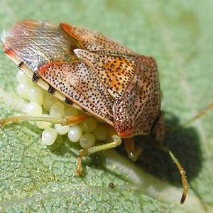 Perché l'insetto è pericoloso sui pomodori: misure di controllo per uno smaltimento efficace e rapido del parassita