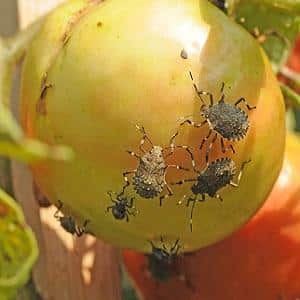 ¿Por qué el insecto es peligroso para los tomates? Medidas de control para una eliminación rápida y eficaz de la plaga.