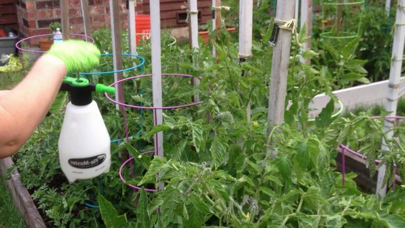 Welchen Nutzen hat das Sprühen von Borsäure für Tomaten?