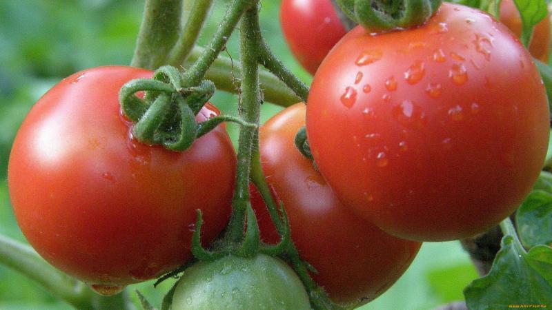 In che modo la spruzzatura di acido borico è benefica per i pomodori?