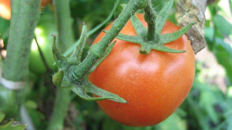 Welchen Nutzen hat das Sprühen von Borsäure für Tomaten?